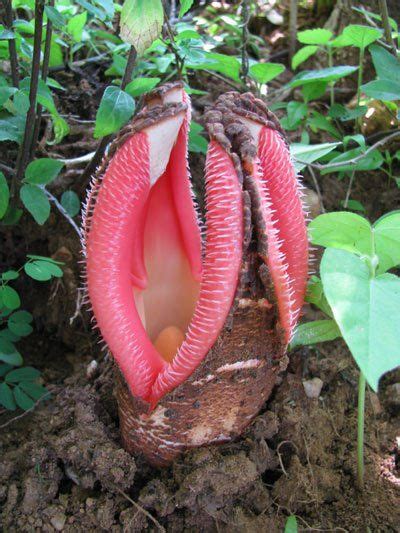 Hydnora Africana Nativa Do Sul Da Frica Esta Planta Hot Sex