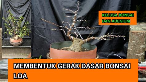 Membuat Gerak Dasar Bakalan Bonsai Loa Part Youtube