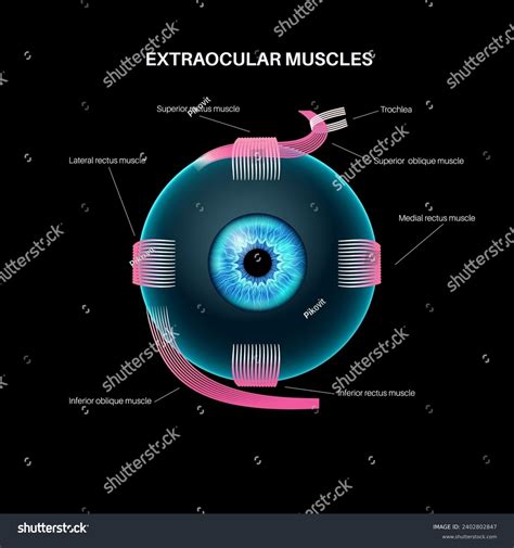 Extraocular Muscles Anatomy Structure Human Eye Stock Vector Royalty