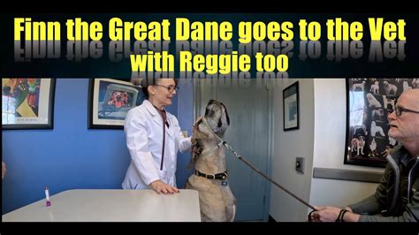 Finn The Great Dane Goes To The Vet With Reggie Too Youtube