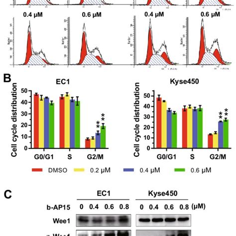 B Ap Triggers G M Cell Cycle Arrest In Esophageal Cancer Cells A B