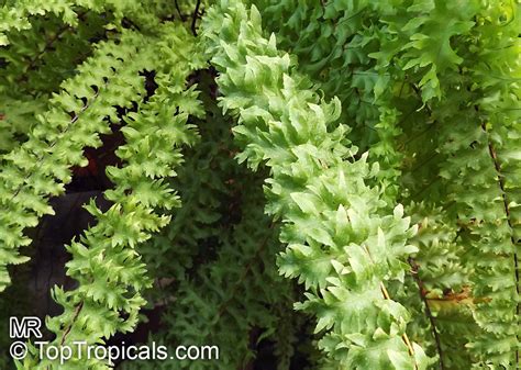 Nephrolepis sp., Sword Fern