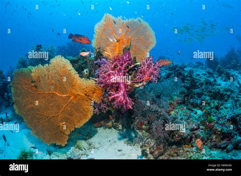 Gorgonian Sea Fans Annella Mollis And Soft Coral Dendronephthya Sp