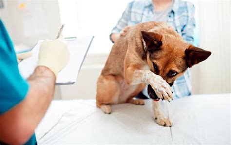 Tumores En Perros Tipos Síntomas Y Tratamiento