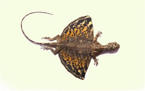 Летающий дракон - Никита Лавренов