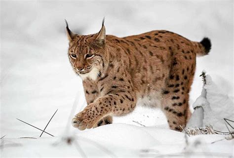 A glimpse of the lynx