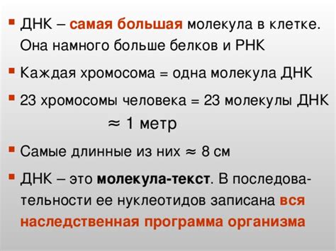 Презентация "ДНК и РНК- нуклеиновые кислоты"