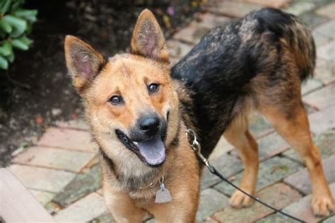 Shiba Inu German Shepherd Mix: A Guide to this Crossbreed