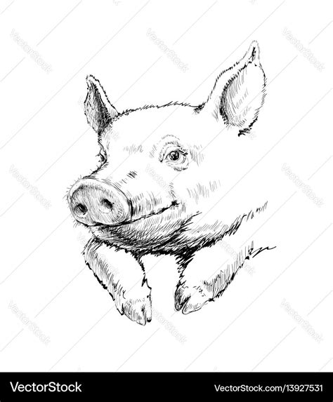 Hand Drawn Sketch Pig Royalty Free Vector Image