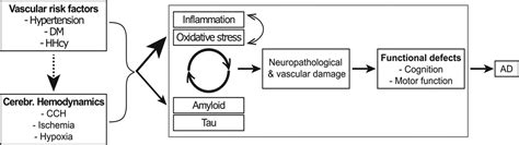 Vascular Hypothesis Of Alzheimer Disease Arteriosclerosis Thrombosis