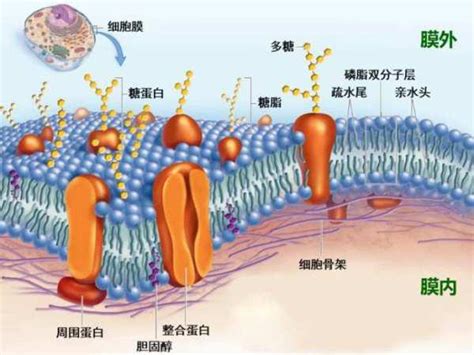 “糖蛋白”和“糖被”有何区别？