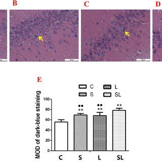 Pathological injuries in the hippocampus of rats 6 h after 2.856 GHz ... 