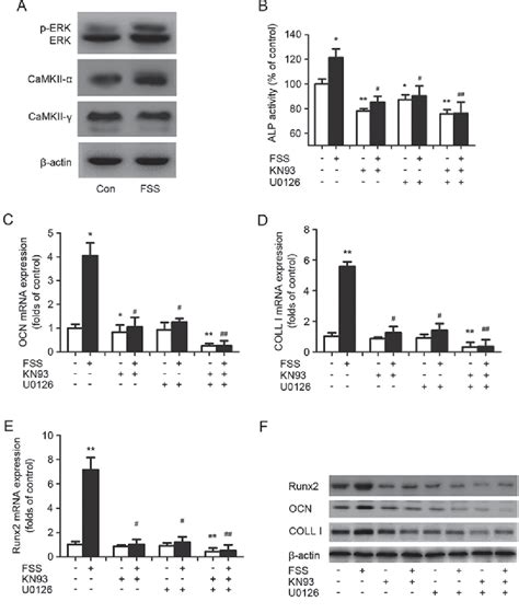 Figure From Fluid Shear Stress Induces Osteoblast Differentiation And