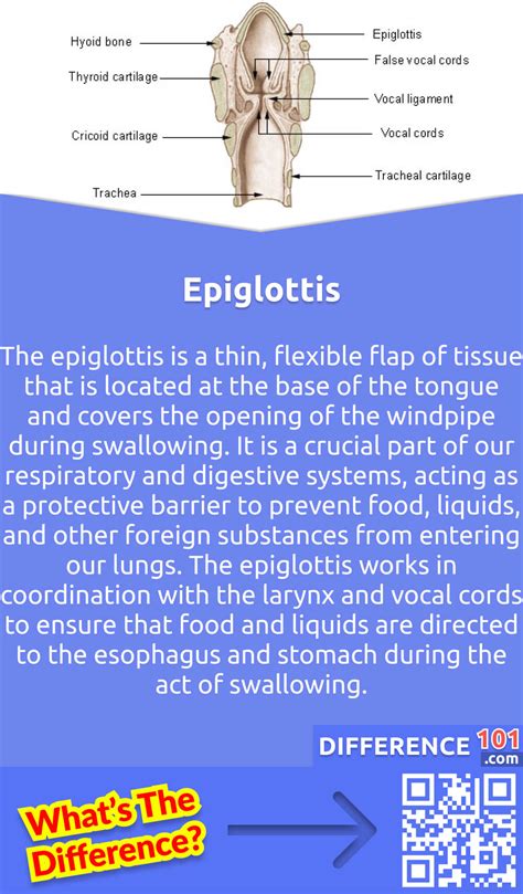 Glottis Vs Epiglottis 5 Key Differences Pros And Cons Similarities