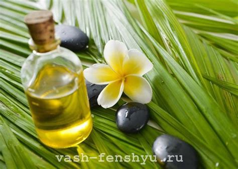 Цветок плюмерия: фото, использование и почитание в странах Азии