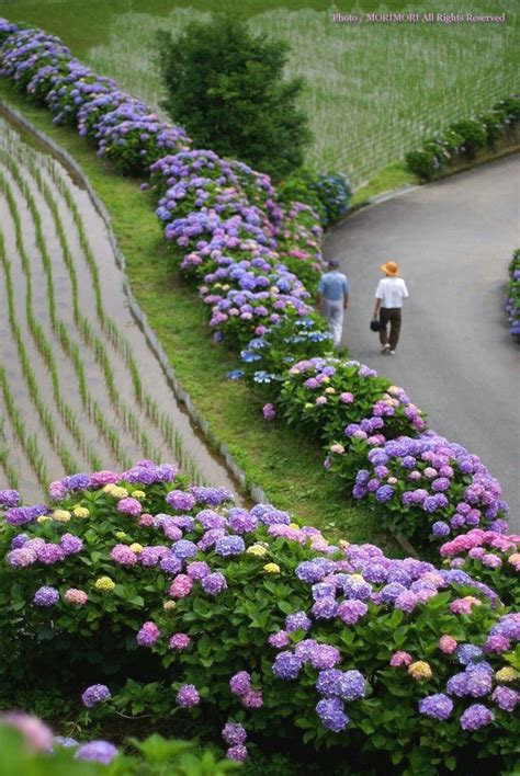 Pin By Mark Leen On Agriculture Hydrangea Landscaping Hydrangea