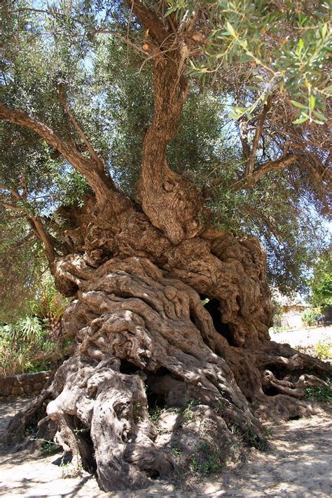 The Ancient Olive Tree In Crete Greece By A Greek In 2020 Unique