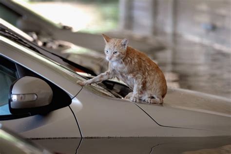 Photo Gallery Of Cats Being Rescued During Hurricane Harvey Michael Broad