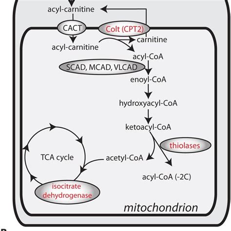 (A) Schematic representation of metabolic enzymes analyzed in this... | Download Scientific Diagram