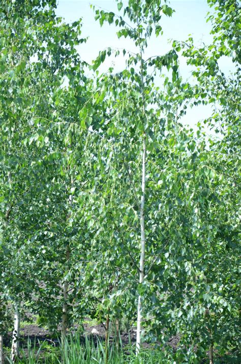Береза бородавчатая (Betula verrucosa) | PLANTE.md