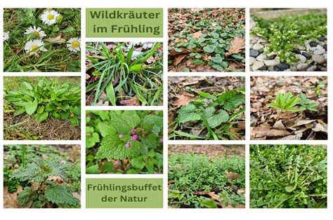 Essbare Wildkräuter Frühlingsbuffet der Natur LCHF Deutschland