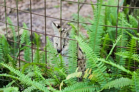 Exotic Cats At Big Cat Rescue In Tampa Fl Wander The Map