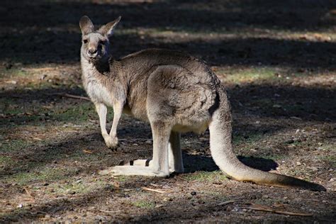 Download Mammal Marsupial Animal Kangaroo Hd Wallpaper