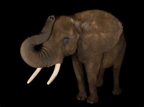 Elephant Reproduction Cycle