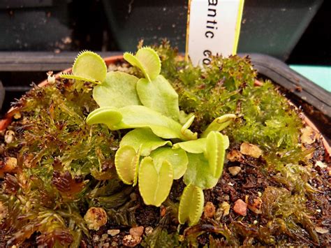 Dionaea GJ Atlantic Cockle Photos