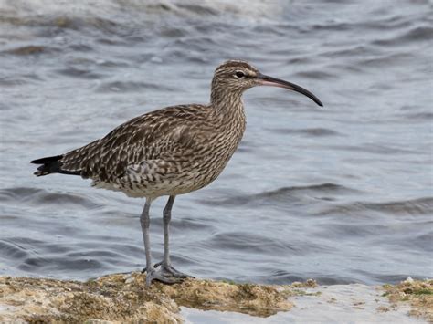 Eurasian Whimbrel Numenius Phaeopus Observation Org