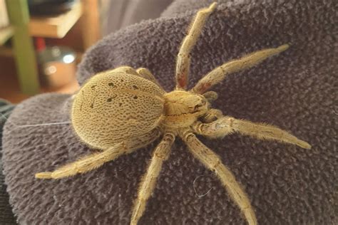 SunLive Studying The Sex Lives Of Our Native Spiders The Bay S News First