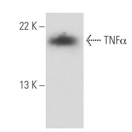 Tnf Alpha Antibody As Scbt Santa Cruz Biotechnology