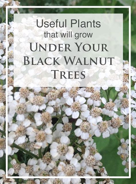 Plants That Can Grow Under A Black Walnut Tree At Jon Ana Blog