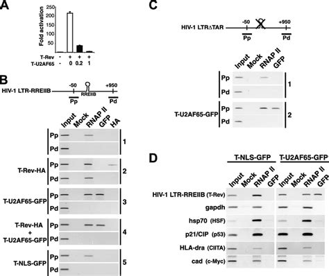 Recruitment Of The Dominant Negative To The Hiv Promoter Via Rnap Ii