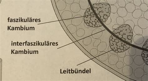 Primärer Spross Wird Zum Sekundären Spross Botanik I Repetico