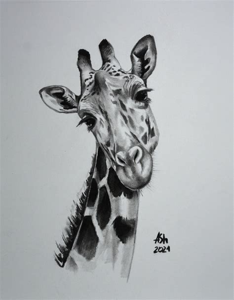 Black And White Giraffe Drawing