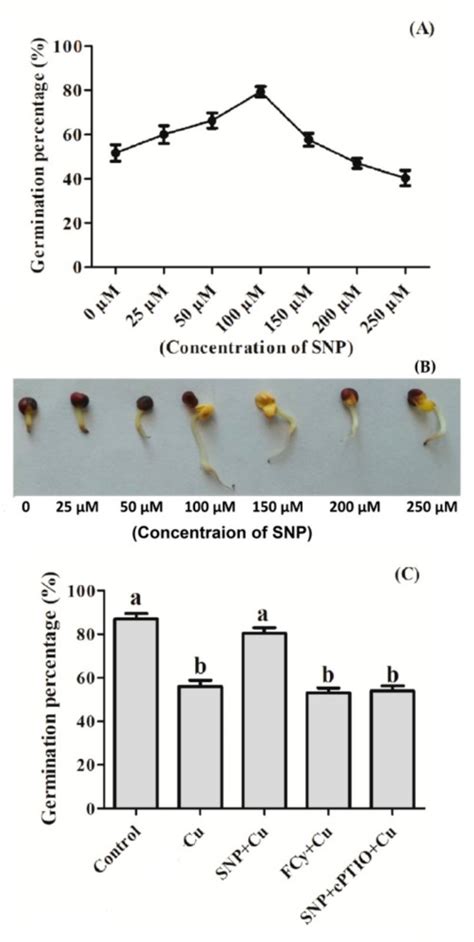 Plants Free Full Text Nitric Oxide Pre Treatment Advances Seed Germination And Alleviates