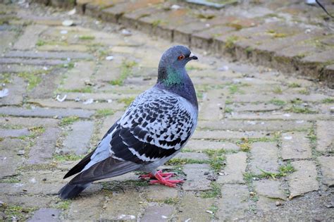 Pigeon Free Stock Photo - Public Domain Pictures