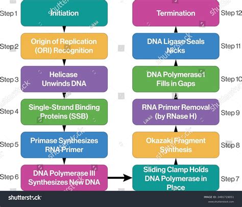 Dna Replication Process Flow Chart Illustration Royalty Free Stock