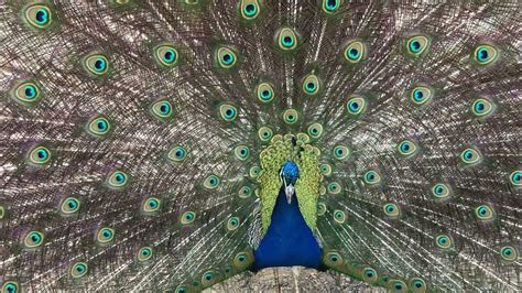 Beautiful Peacock Dance In Close Up 4k Youtube