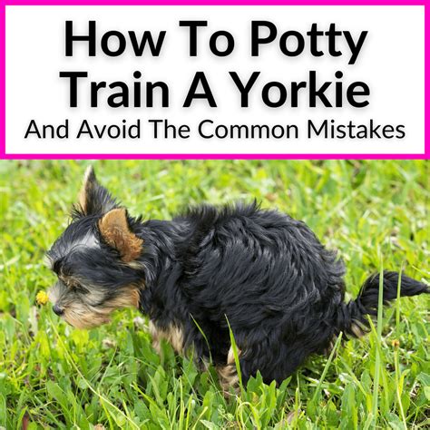 How To Toilet Train Yorkshire Terrier