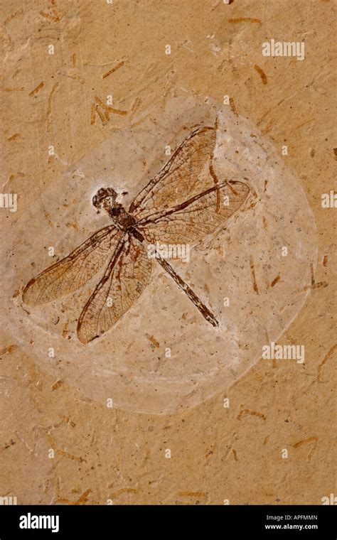 Dragonfly Fossil Ceara Brazil From Santana Formation Lower