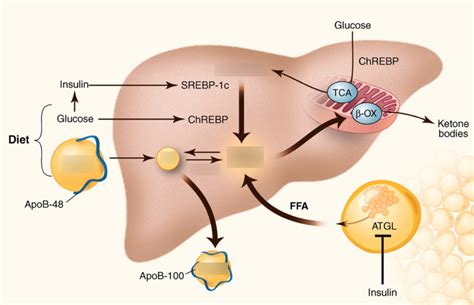 Triglyceride Metabolism In The Liver Diagram Quizlet