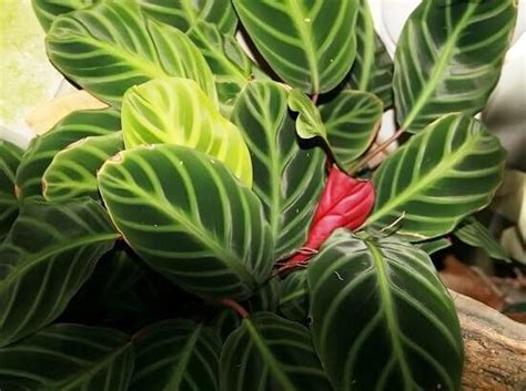 Бахема калатея – Калатея Бахема (calathea Bachemiana) — int-interior.ru