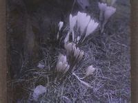 Whimsical Ass Nature