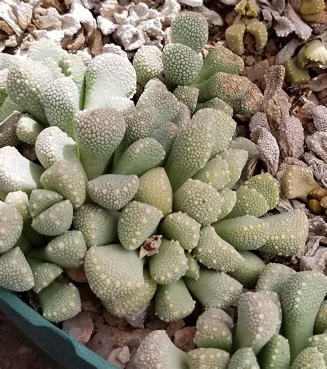 Aloinopsis luckhoffii #1311.2 - Mesa Garden