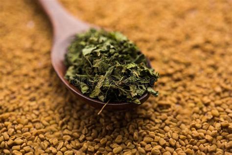 Kasoori Methi Or Dried Fenugreek Leaves Stock Image Image Of Kasuri