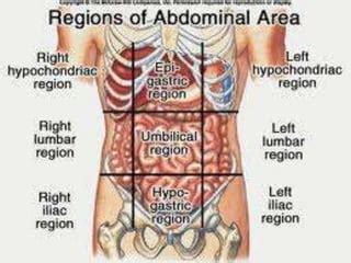 Abdominopelvic Regions And Quadrants Ppt