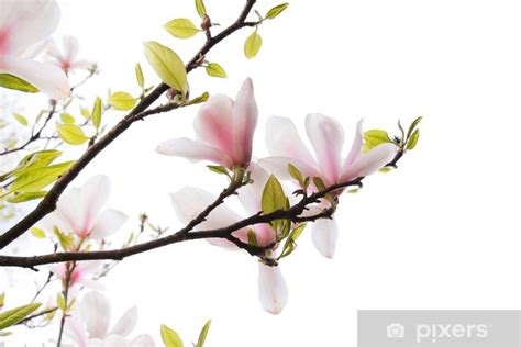 Fototapet Vakre Magnolia Blomster Isolert P Hvitt Pixers No