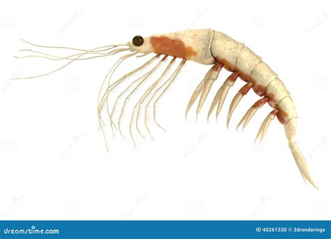 Krill Cartoons, Illustrations & Vector Stock Images - 647 Pictures to ...